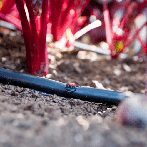 Hình ảnh lắp đặt thực tế sản phẩm Katif Rivulis