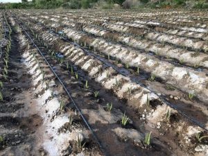 Thiet Bi Co Trong He Thong Tuoi Nho Giot