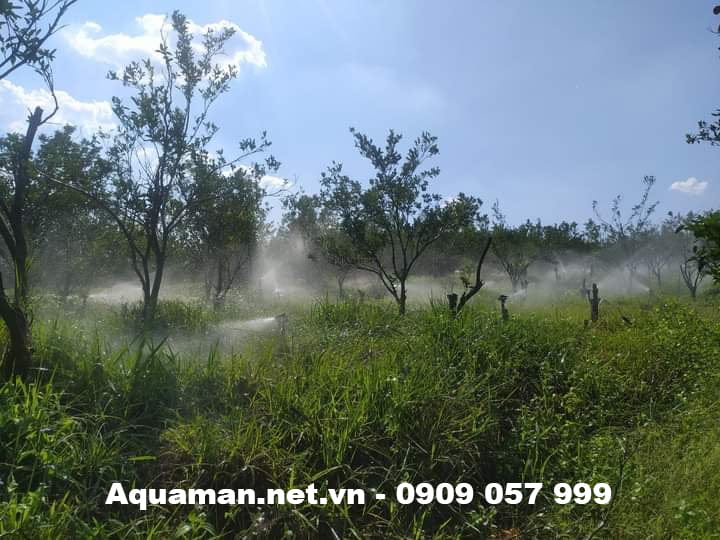 Tổng hợp các dự án đã được triển khai bởi Aquaman 3 Du An Tuoi Cam Sanh Ong Ba Hong O Tan Uyen Binh Duong